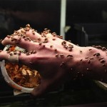 1500 Ladybugs