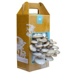 Grow Mushrooms at Home