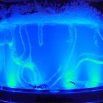 Glowing Blue Ant farm