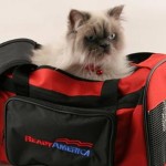 Cat Emergency Kit