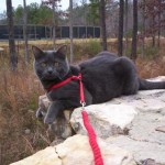 Cat Leash