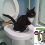 Cat Toilet Training