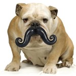 Dog Mustache