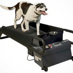 Dog Treadmill