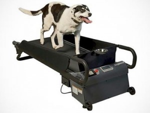 dog-treadmill dog-treadmill