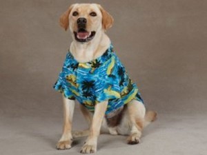 doggy-hawaiian-shirt doggy-hawaiian-shirt