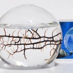 Ecosphere with Shrimp