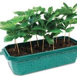 Grow your own Coffee Kit