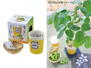 grow-your-own-edamame edamame growing kit