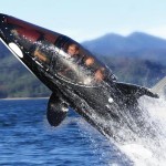 Killer Whale Submarine