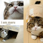 Maru the Cat Book