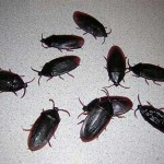 Novelty Cockroaches