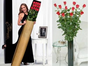 tallest-roses-in-the-world-theultimaterose tallest-roses-in-the-world-theultimaterose