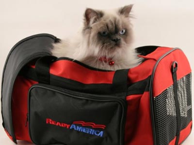 Cat Emergency Kit