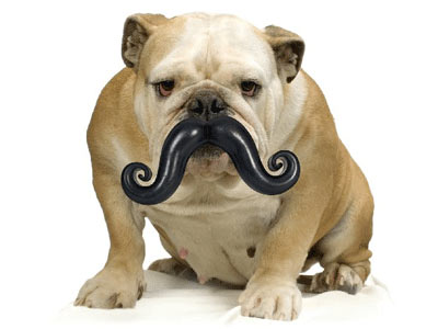 Dog Mustache