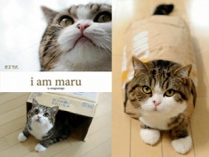 Maru the Cat Book – Me Wanty